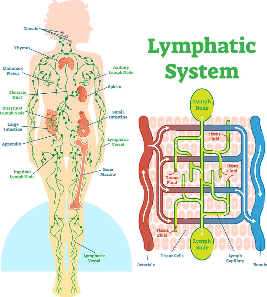 lymphatic-system-2 Manual Lymphatic Drainage