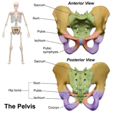 Picture1 Pelvic Girdle Pain (PGP)